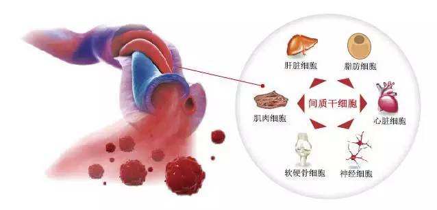 干細胞.jpg